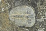 Aulacopleura Trilobite - Czech Republic #115238-1